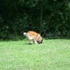 obeissance 2014-08-02